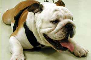 Le Bulldog anglais est la race de chien la plus touchée par l’hypoplasie trachéale