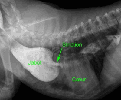 Jabot oesophagien chez un chien présentant une malformation vasculaire congénitale (persistance du 4ème arc aortique). Une radiographie avec produit de contraste montre l’importante dilatation de l’œsophage en avant du cœur.