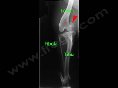 Radiographie de face du genou d’un chien présentant une luxation de rotule.