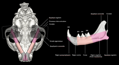 Radiographie de thorax en décubitus latéral droit