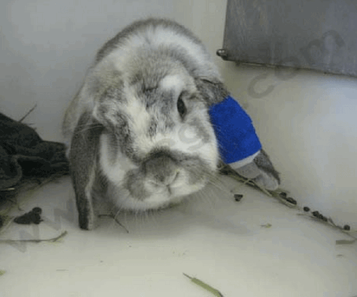 Pourquoi mon lapin a une oreille qui tombe ? - Blog