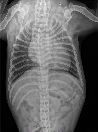 Une image contenant Imagerie médicale, film radiographique, Rayon X, radiologieDescription générée automatiquement