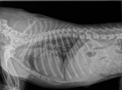 Une image contenant film radiographique, Imagerie médicale, radiologie, radiographieDescription générée automatiquement